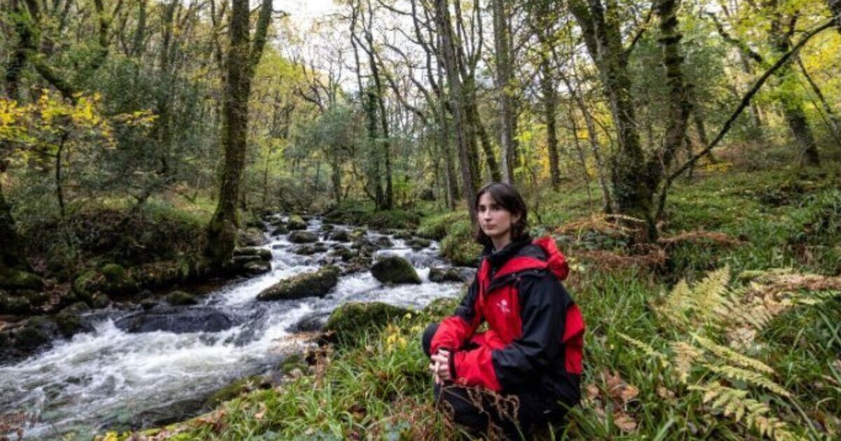 One of Britain's only rainforests at risk of disappearing | UK | News