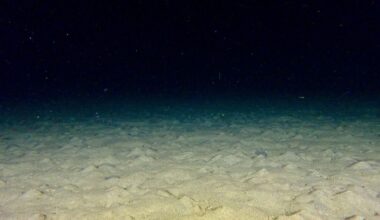 Man leaves experts floored when he drops camera into the ocean | Nature | News