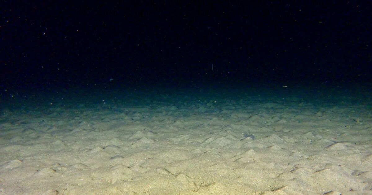 Man leaves experts floored when he drops camera into the ocean | Nature | News