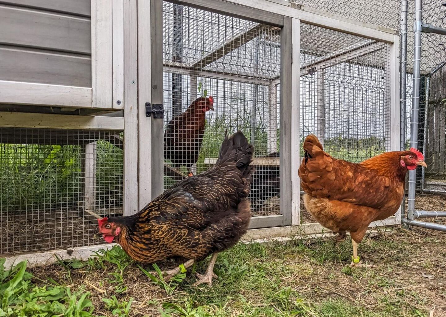 Spain restricts outdoor chicken breeding