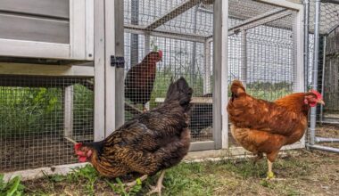 Spain restricts outdoor chicken breeding