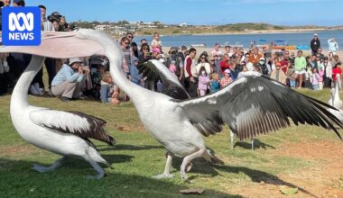 'Naughty Boy' pelican draws in visitors and locals in coastal tourist town of Kalbarri