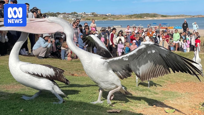 'Naughty Boy' pelican draws in visitors and locals in coastal tourist town of Kalbarri