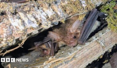 Two bats inside their roost, their wings tucked up to their bodies.