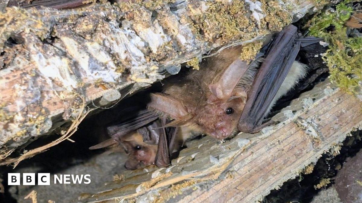 Two bats inside their roost, their wings tucked up to their bodies.