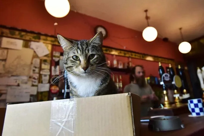 Inside The Bag of Nails pub in Hotwells, Bristol