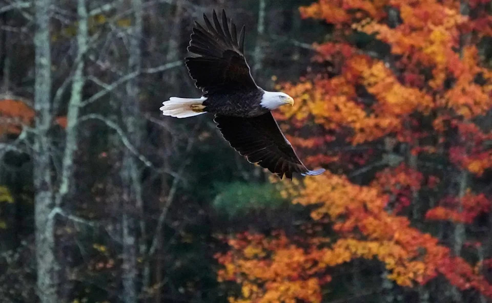 A bald eagle soars past a tree with fall foliage leaves changing colors at Adams Pond, Monday, Oct. 20, 2025, in East Derry, N.H (Copyright 2025 The Associated Press. All rights reserved)