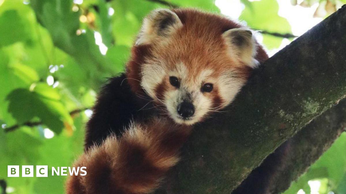 Red panda Suri is lying along a mossy branch under green leaves. Her tail is tucked up towards her face and it is rust-coloured and white stripes. She has black shoulders and her face is a mix of rust-coloured and white fur. She has a black nose, white whiskers and black eyes. She looks like a small bear.