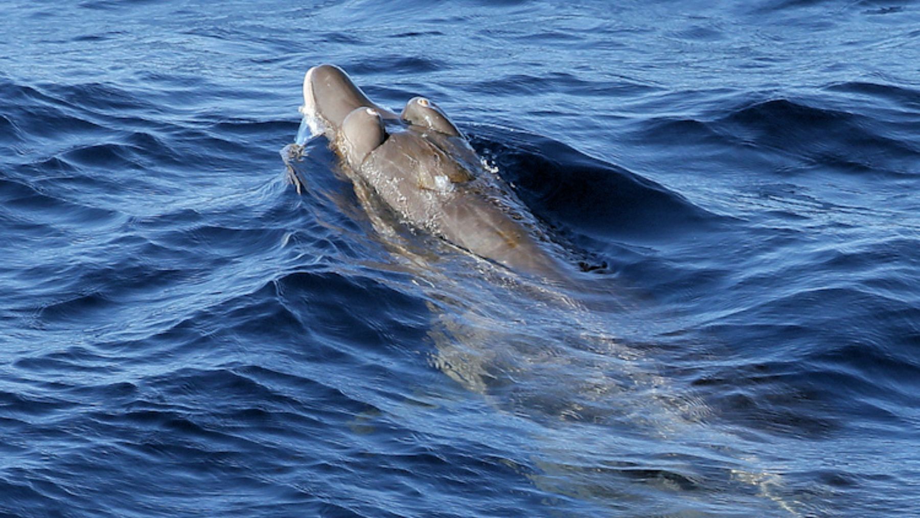 Farewell to decades of scientific speculation after living creature with leaf-shaped fangs found in the Pacific - discovery links University of Oulu and Geological Survey of Finland in unprecedented find