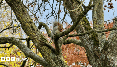 A squirrel is eating a nut in a tree in Coventry