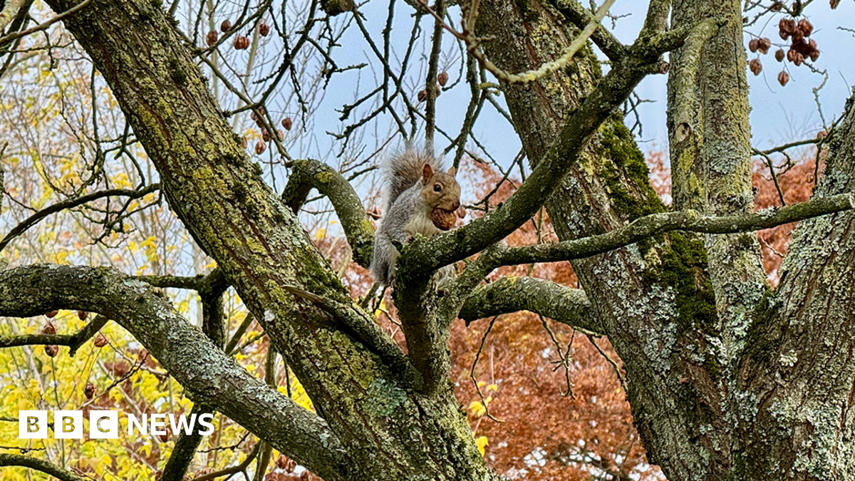 A squirrel is eating a nut in a tree in Coventry