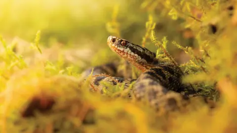 Mike Phelps An adder's head can be seen poking out of ferns and moss in the Staffordshire countryside
