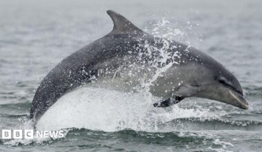 A bottlenose rises out of the sea causing a splash and water to spray up from the sea's surface. The dolphin is grey in colour.