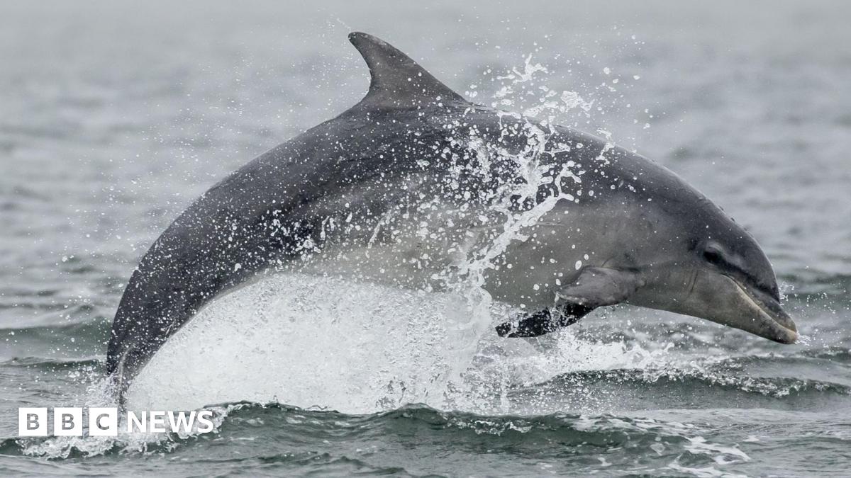 A bottlenose rises out of the sea causing a splash and water to spray up from the sea's surface. The dolphin is grey in colour.