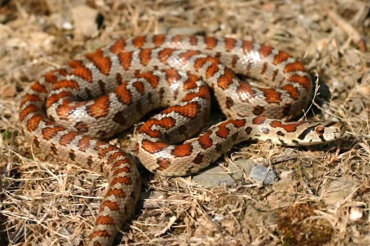 The alien species may be mistaken for a local Leopard snake.