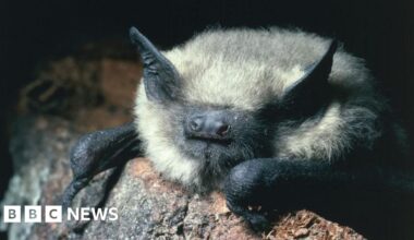 Tiny pipistrelle bat holds up Torfaen church flats plan
