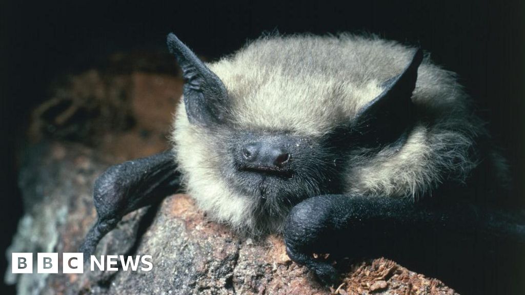Tiny pipistrelle bat holds up Torfaen church flats plan