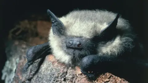 Getty Images Common Pipistrelle (Pipistrellus pipistrellus). It has a black face with prominent nostrils and black pointed ears poking through grey and white fur