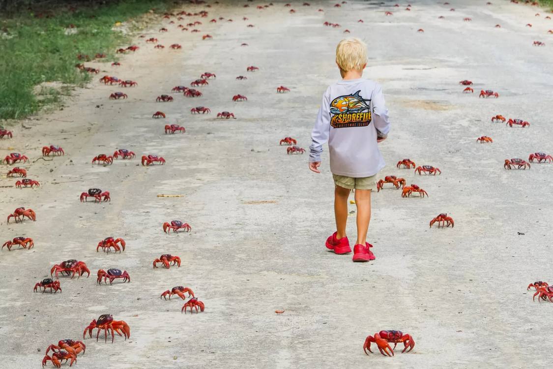 Residents Need Patience and 'a Rake' to Enjoy the 200 Million Migrating Crabs on Christmas Island