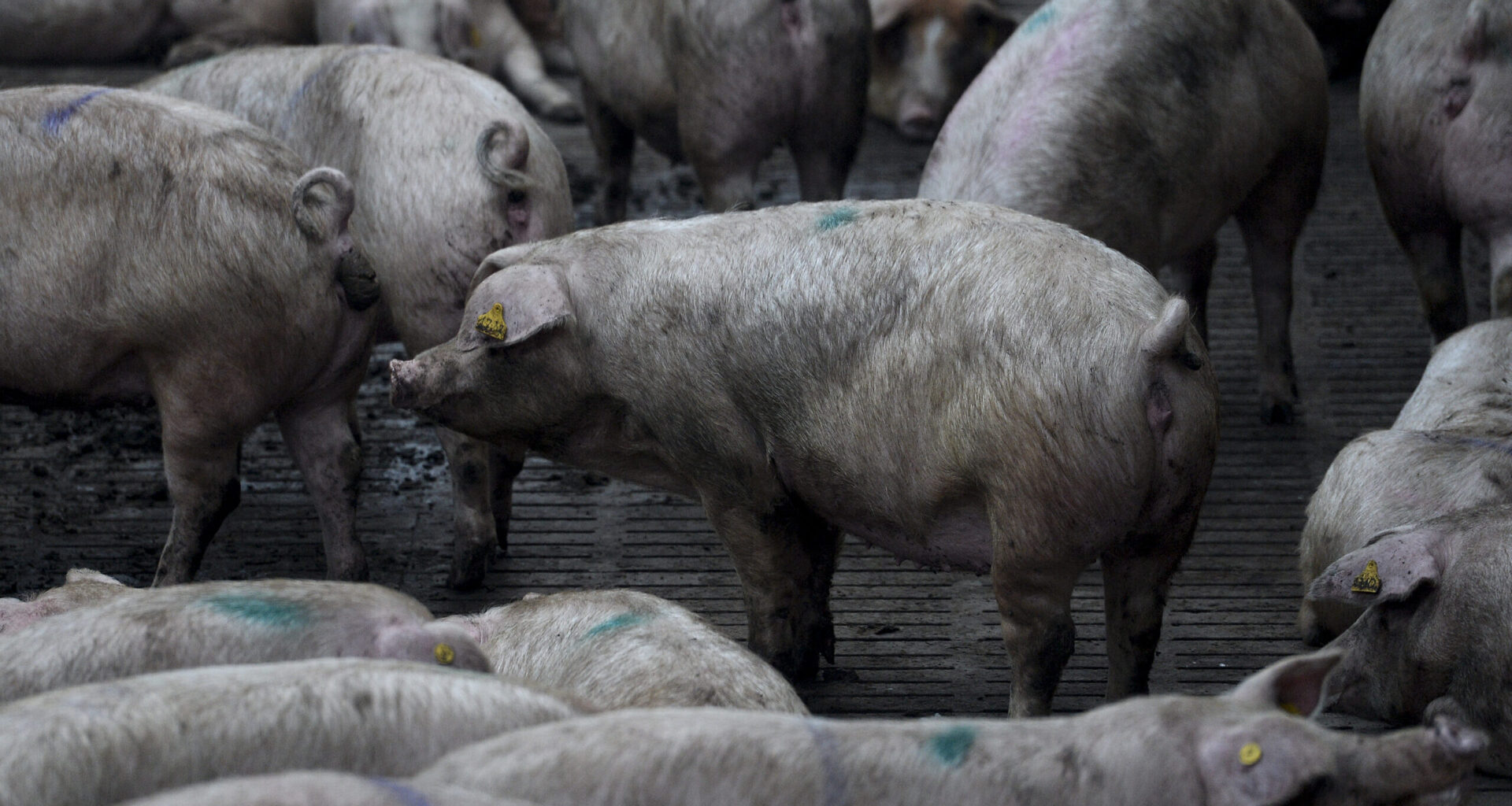 Spain Races To Contain Swine Fever Outbreak ━ The European Conservative