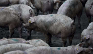 Spain Races To Contain Swine Fever Outbreak ━ The European Conservative