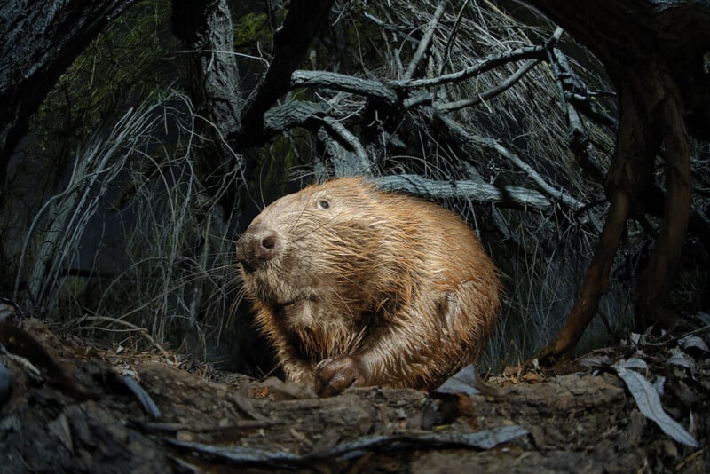 A close-up of a beaver sitting on the forest floor at night, surrounded by twisted branches and dry leaves, with its wet fur glistening in the light.