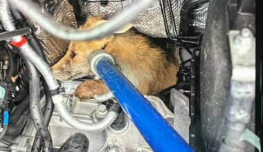 Look: Amazon driver finds fox trapped in engine of delivery van