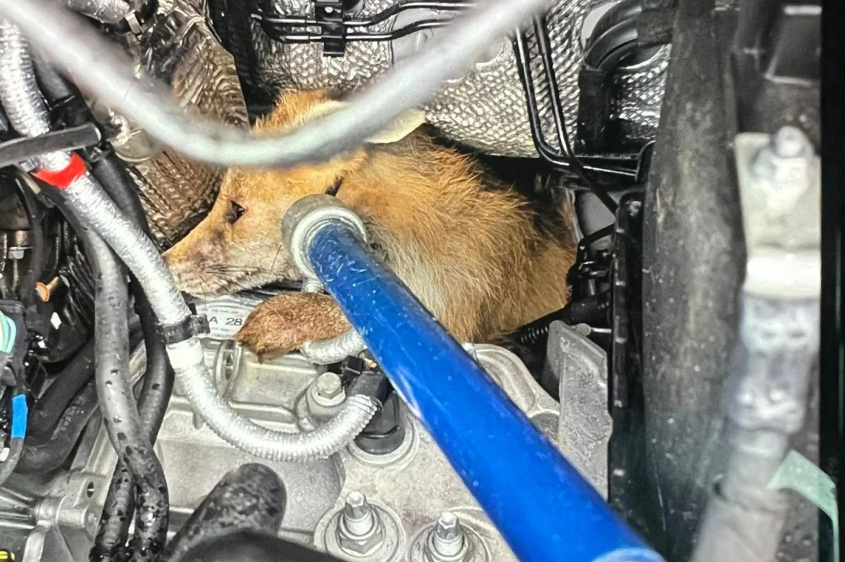 Look: Amazon driver finds fox trapped in engine of delivery van