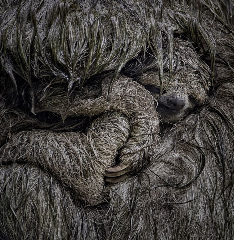 A close-up of a sloth with wet, matted fur embracing its baby, whose face is partially visible as it nestles against the parent's arm.