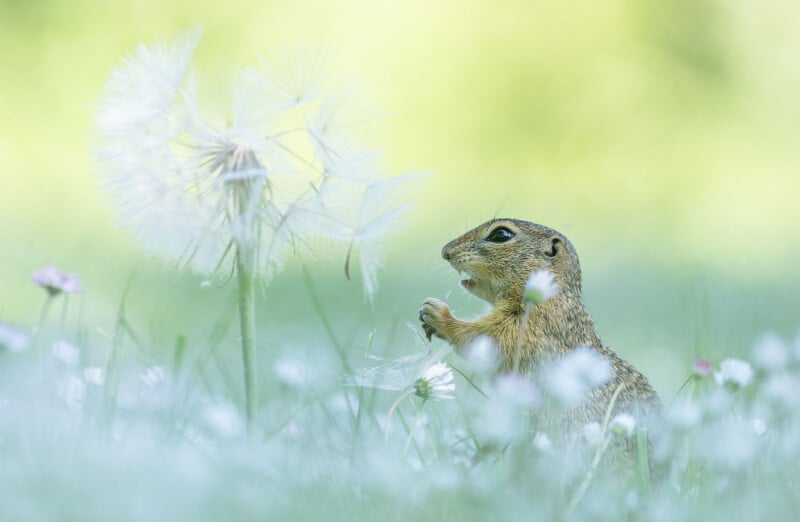 A small ground squirrel stands in green grass, reaching up to touch a large dandelion puff. The background is soft and blurred, creating a dreamy, pastel scene with white and pink wildflowers.