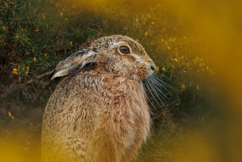 A brown hare sits among green foliage, surrounded by out-of-focus yellow flowers. The hare’s fur is wet, and its whiskers are clearly visible as it gazes to the right.