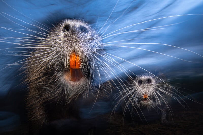 Two nutrias with long white whiskers and large orange teeth face the camera against a blurred blue background, creating a surreal, close-up effect.