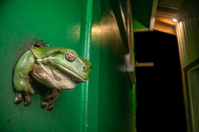 A green tree frog peeks its head and front legs out of a hole in a green wall at night. The frog appears relaxed, with part of a lit building visible in the background.