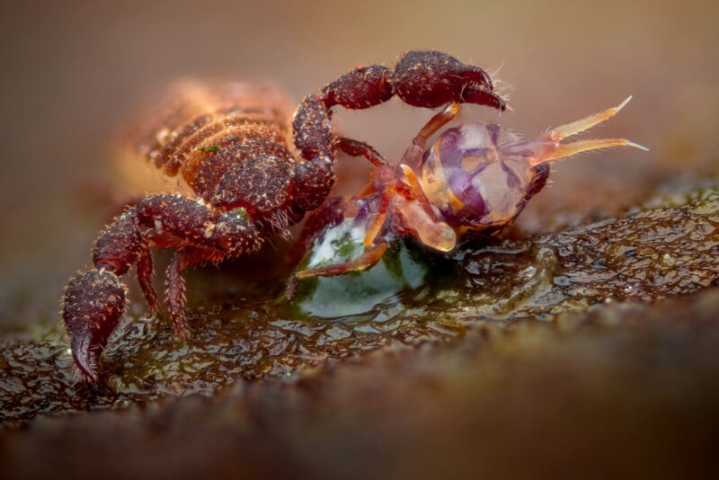 A close-up macro photo of a small pseudoscorpion gripping its prey, an insect, with its pincers on a textured brown surface. Both creatures show fine detail and textures.
