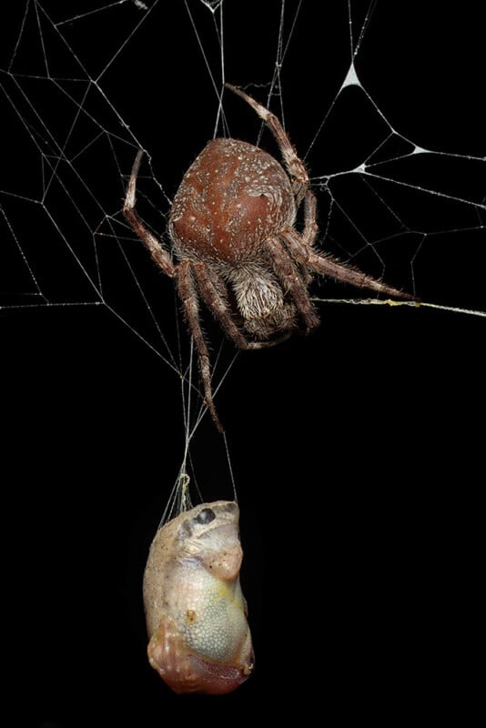 A large brown spider suspends a small fish caught and wrapped in its web against a black background. The fish hangs below the spider, entangled in silk threads.