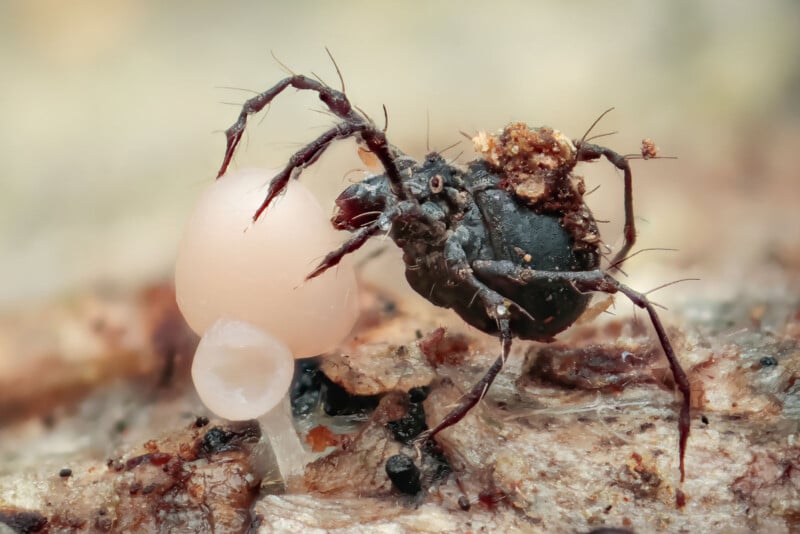 A close-up of a small, dark, spiky spider with debris on its back, standing next to a translucent, pale pink fungus on a rough surface. The background is softly blurred.