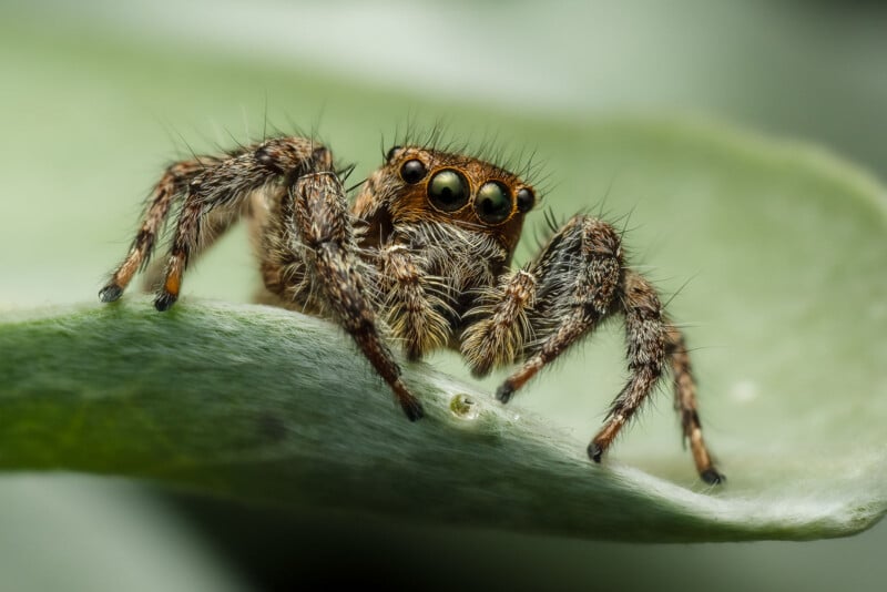 Close-up of a jumping spider with large eyes and hairy legs, perched on the edge of a green leaf, with a soft, blurred background.