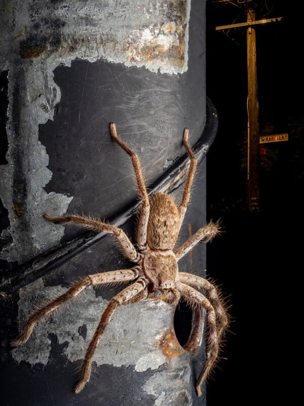 A large, hairy spider clings to a weathered metal pole at night, with a power pole and a street sign labeled “Karelia” visible in the dark background.