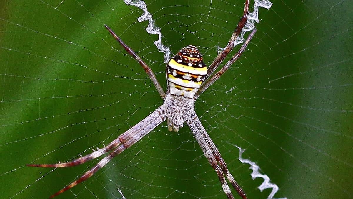 Those Strange Zigzag Decorations in Spider Webs Might Finally Have an Explanation