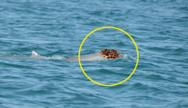 Dolphins Spotted Wearing Sea Sponge Hats to Try Woo The Ladies : ScienceAlert