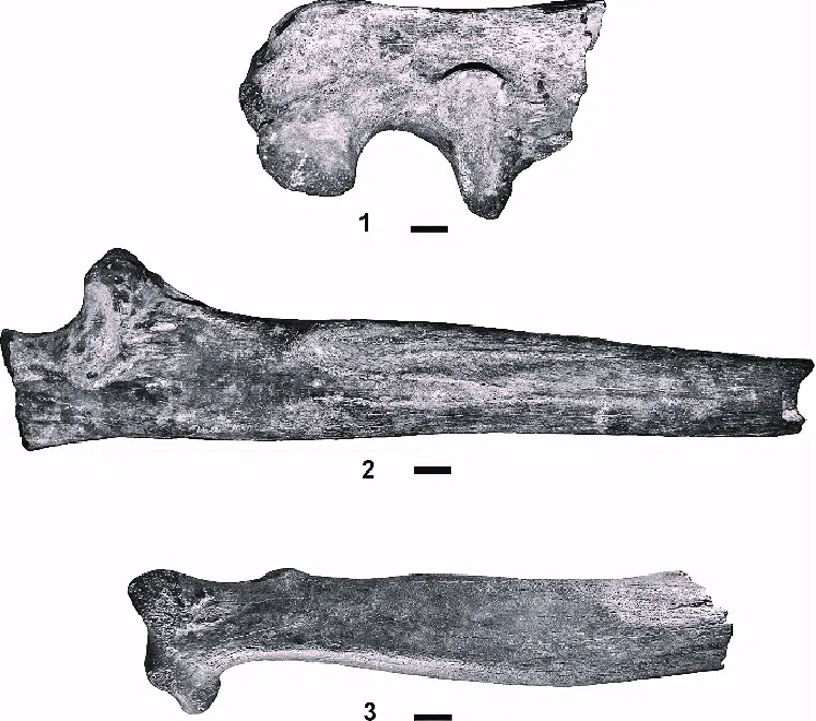 Bones Of The Giant Short Faced Bear (arctodus Simus)