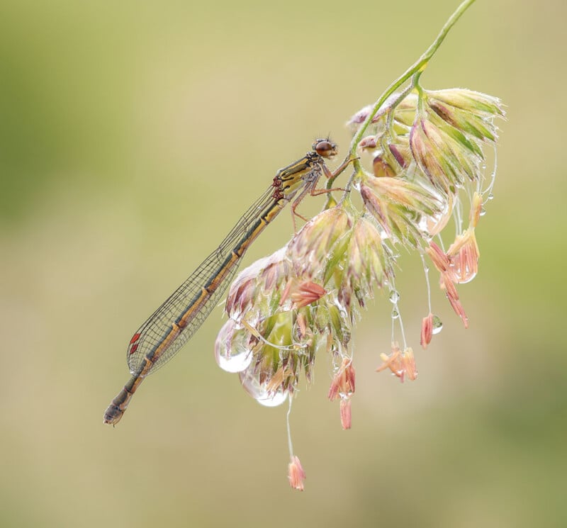 A close-up of a damselfly perched on a cluster of delicate grass flowers with water droplets, set against a soft, blurred green background.