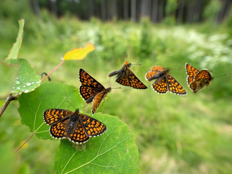 Five orange and black butterflies, some flying and some resting on green leaves, with a blurred green forest background.