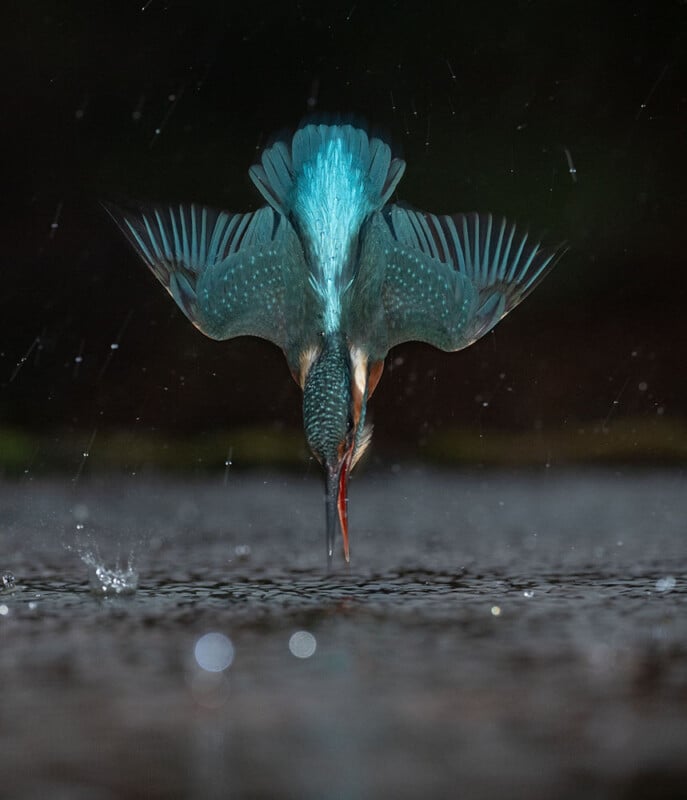 A vibrant blue kingfisher dives headfirst toward the water, wings spread and beak pointed straight down, with droplets suspended in the air around it against a dark background.