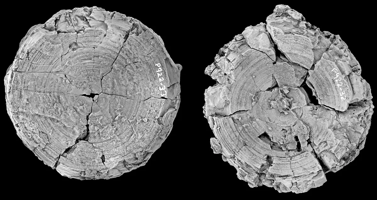 Darwin Formation giant lamniform vertebrae