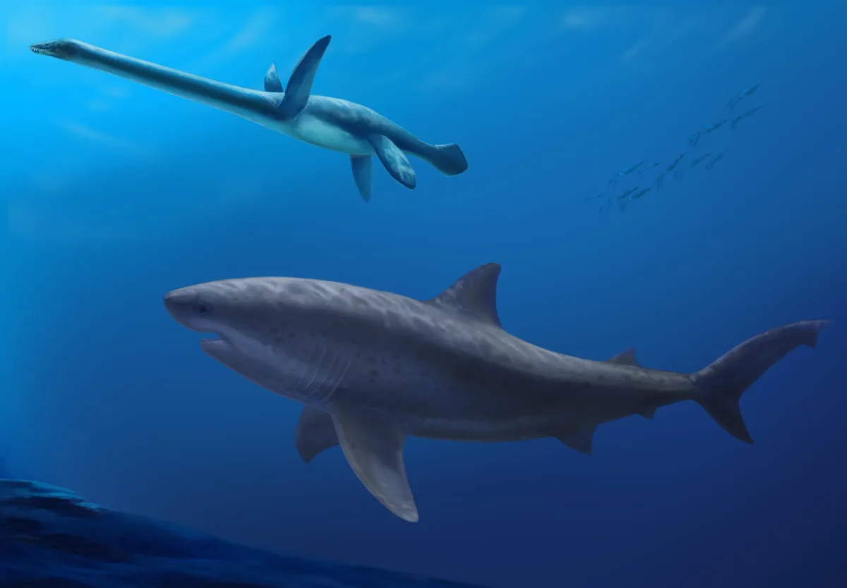 Darwin Formation giant shark