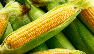 Morocco Boosts Sweet Corn Exports to Germany, Surpassing Records