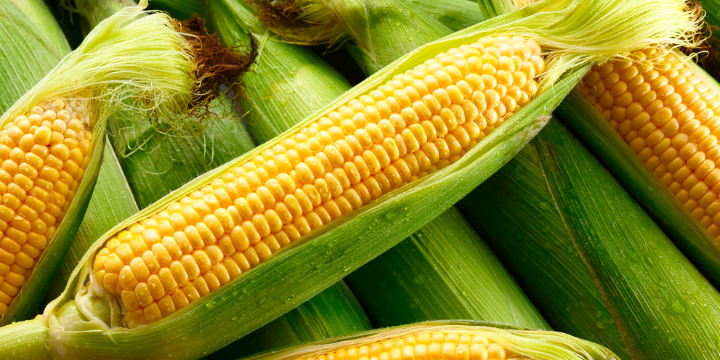 Morocco Boosts Sweet Corn Exports to Germany, Surpassing Records