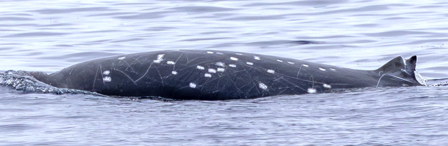 A photo of an adult male ginkgo-toothed beaked whale rolling over, revealing extensive scarring.