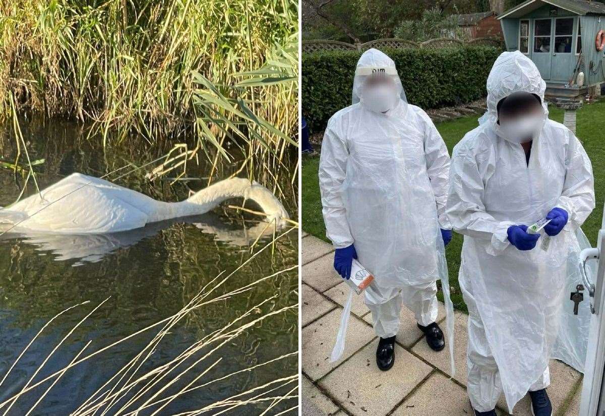 Swan death toll in Canterbury and Thanet area reaches at least 50 amid bird flu outbreaks